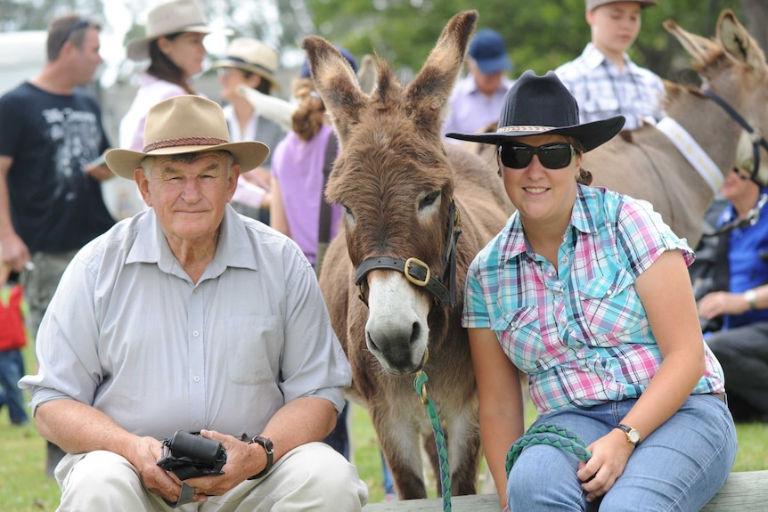 Donkey at the Castle Hill Show