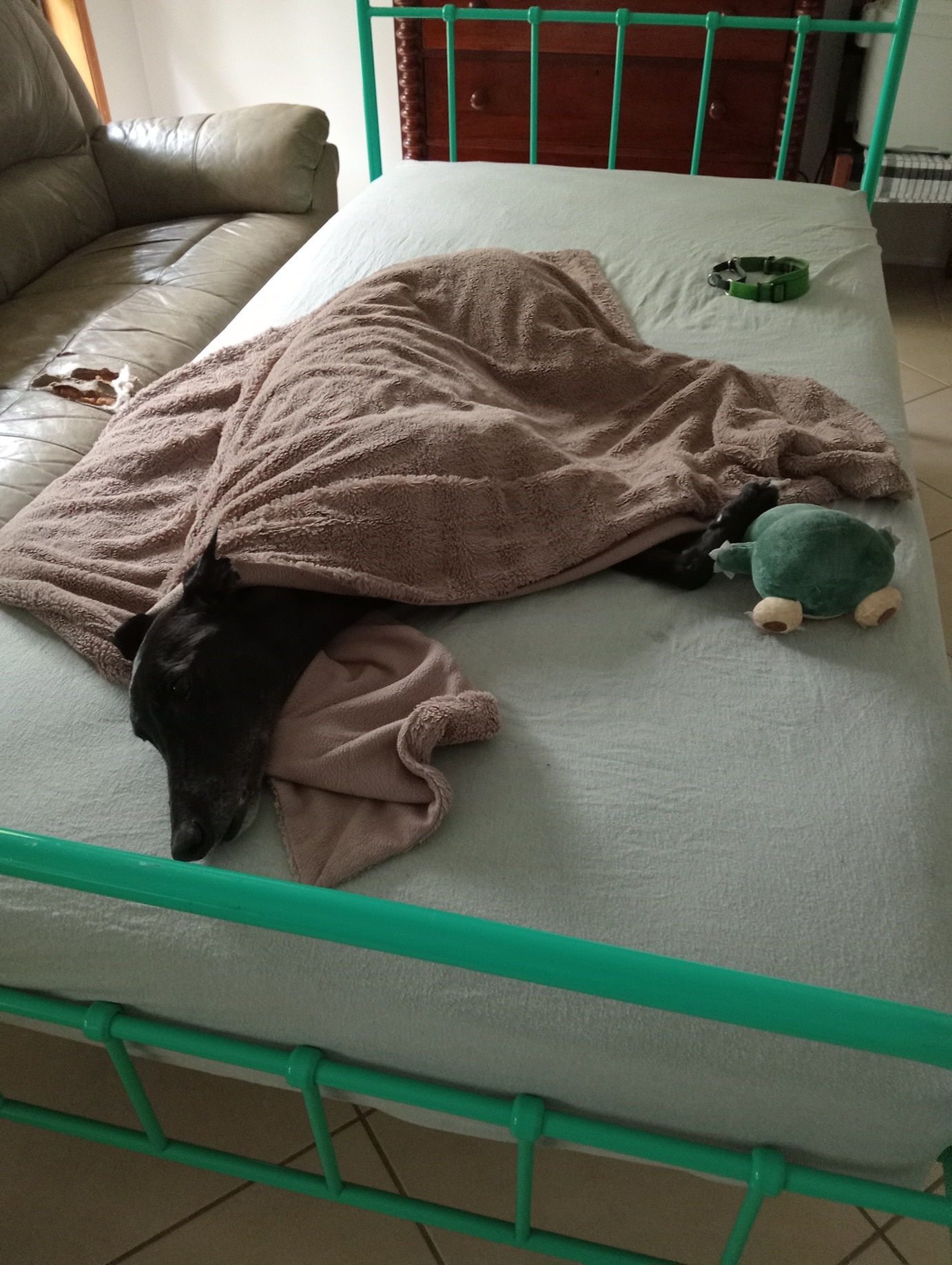 A black greyhound wrapped up in a blanket on a single bed with green metal frame, with a stuffed toy.