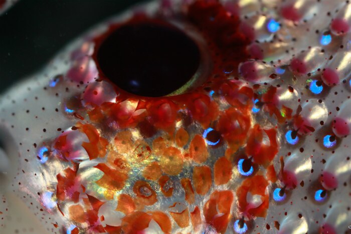 A close-up image of a jewel squid's light-emitting organs.