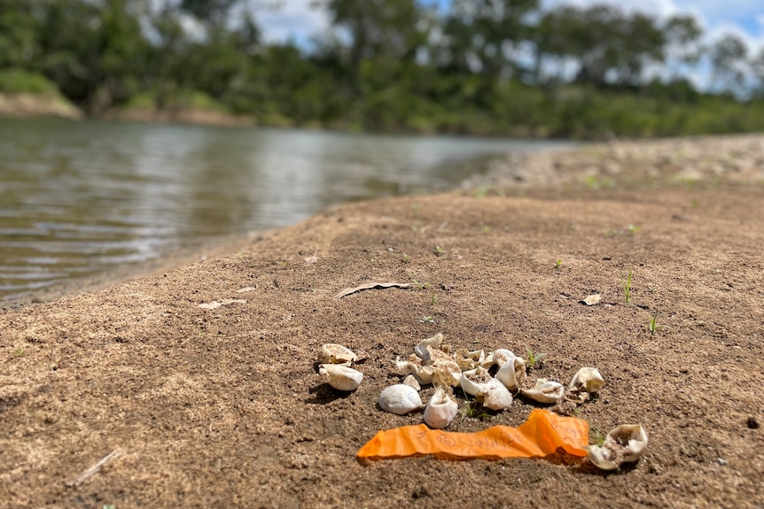 Turtle egg shells next to a piece of orange tape on a river bank 
