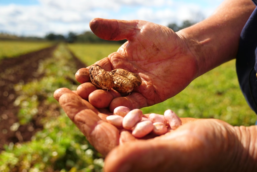 Un agriculteur tient des cacahuètes non transformées dans ses mains.