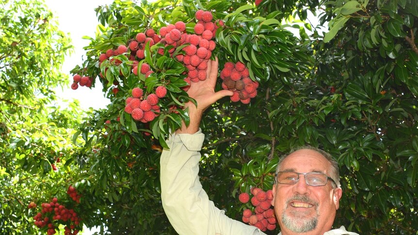 Leap Lychees owner David Mather with one of his lychee trees