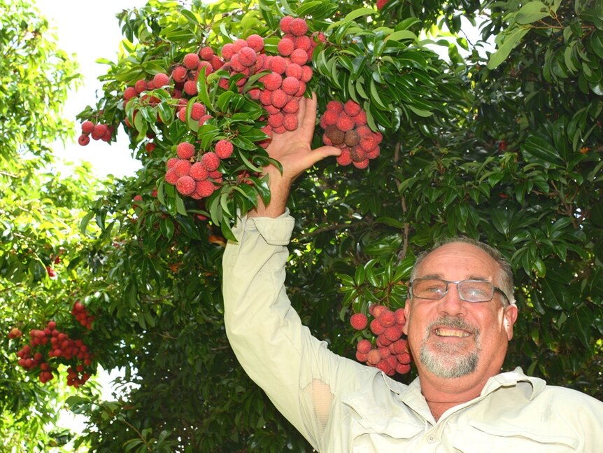 Leap Lychees owner David Mather with one of his lychee trees