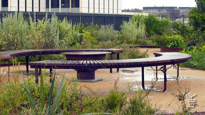 Rooftop garden filled with Australian native plants with a timber and metal curved seat surrounding metal firepit