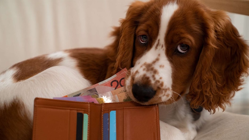 A Welsh Springer Spaniel looks at the camera while chewing on three bank notes.