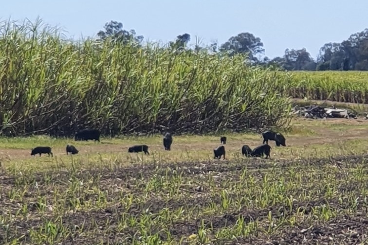 Black feral pigs on a cane farm.