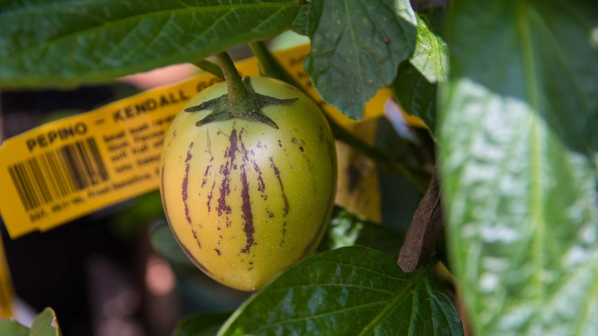 A close up of a pepino fruit on a vine