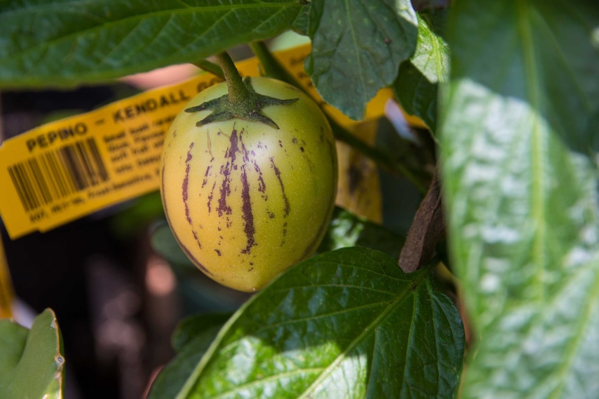 A close up of a pepino fruit on a vine