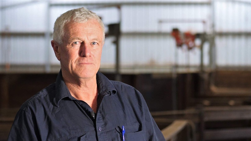 A man in a shearing shed