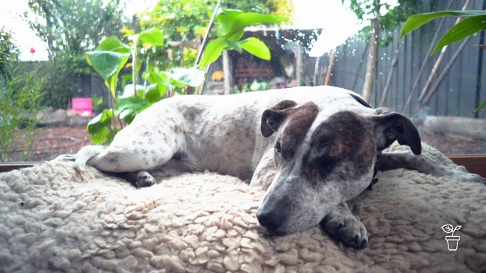 Dog lying inside on a bed with plants outside the window