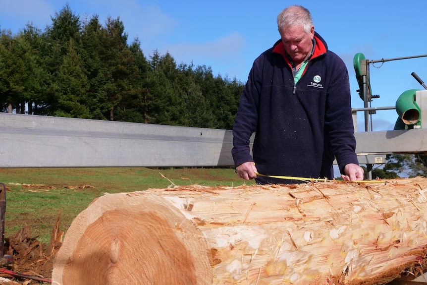 A man measures a large log with a tape measure.