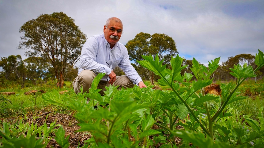 A man squats in a vegetable patch