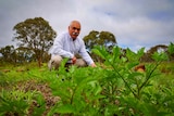 A man squats in a vegetable patch