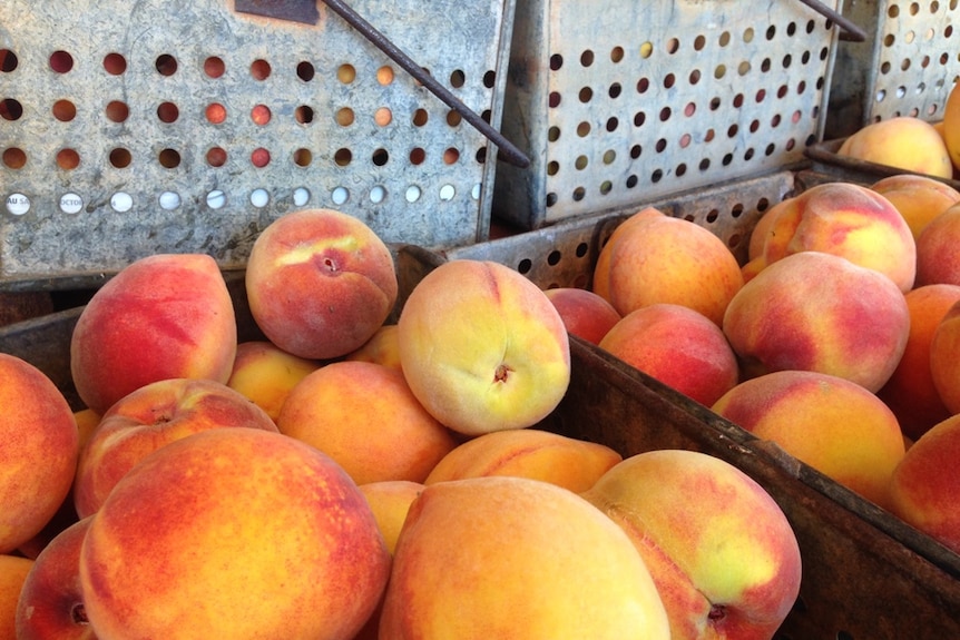 Yellow peaches in a big tin