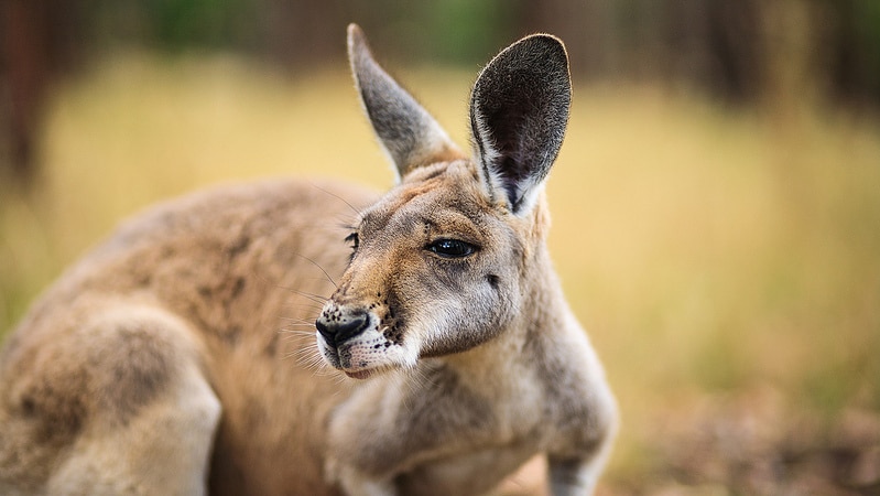 Kangaroo looks left