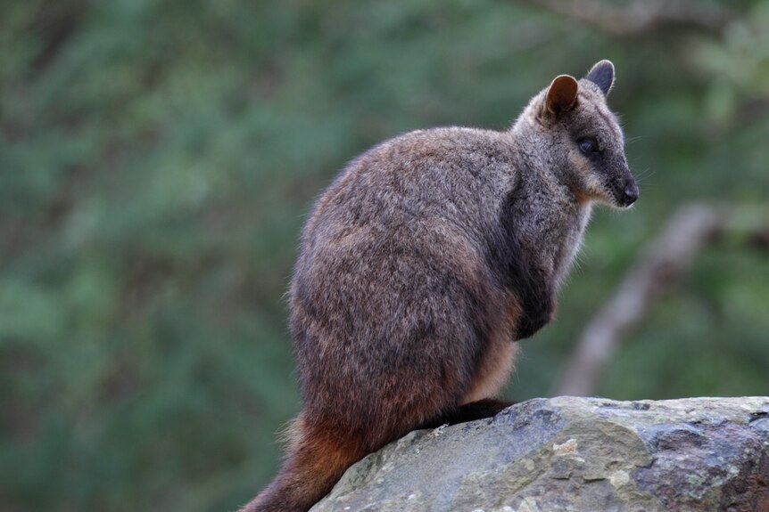 A small brown wallaby sitting on a rock.