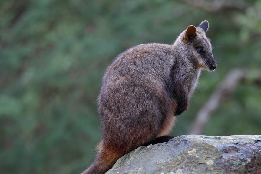 A small brown wallaby sitting on a rock.