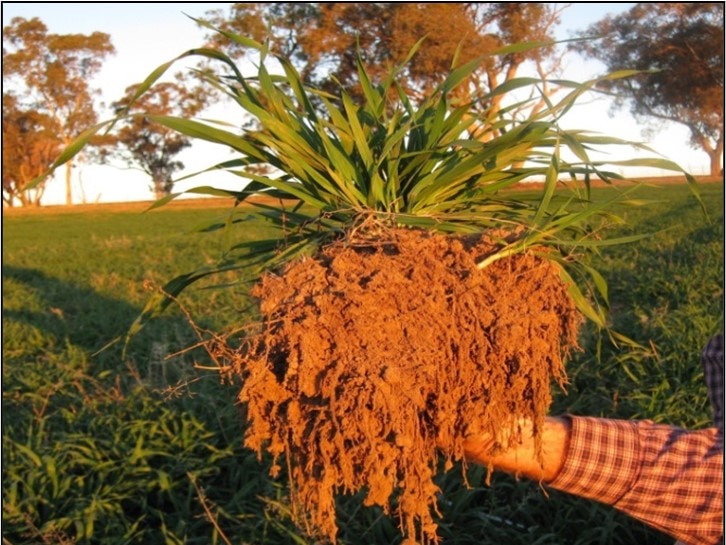 An oat plant is held up with a healthy root system and soil visible