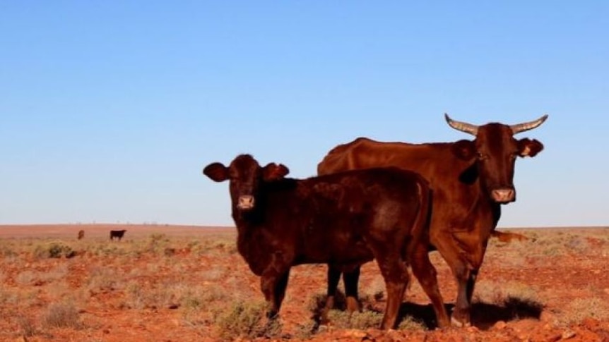 Beef cattle grazing in central Australia.