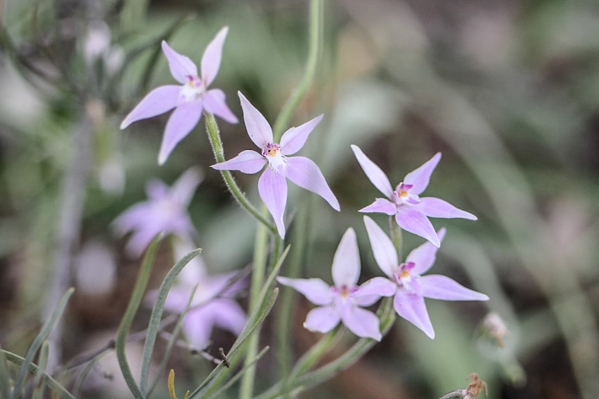 Pink fairy orchids now grow wild in the botanic gardens, without intervention from gardeners.