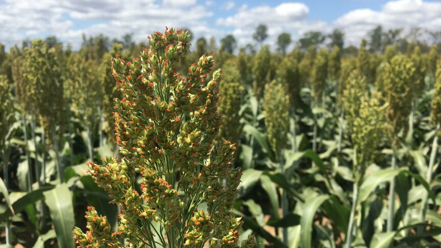 A close up of a head of sorghum. In the background more sorghum plants blurred. Fluffy white clouds in a bright blue sky.