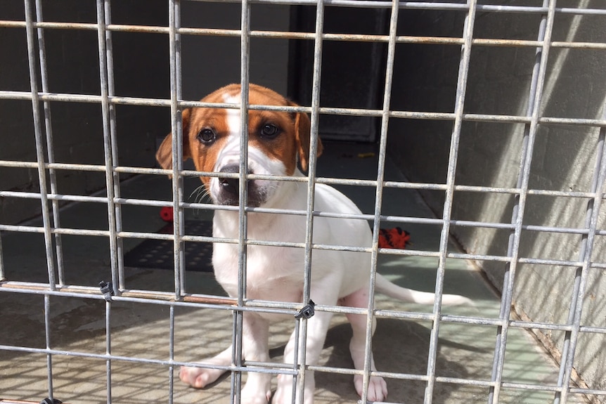 A dog in a cage at the RSPCA.