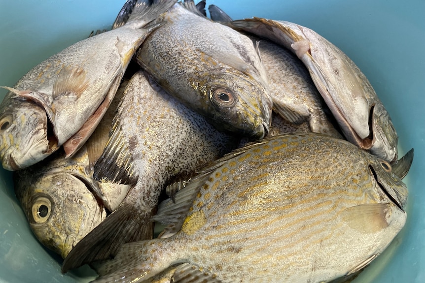 Freshly caught fish in a dish