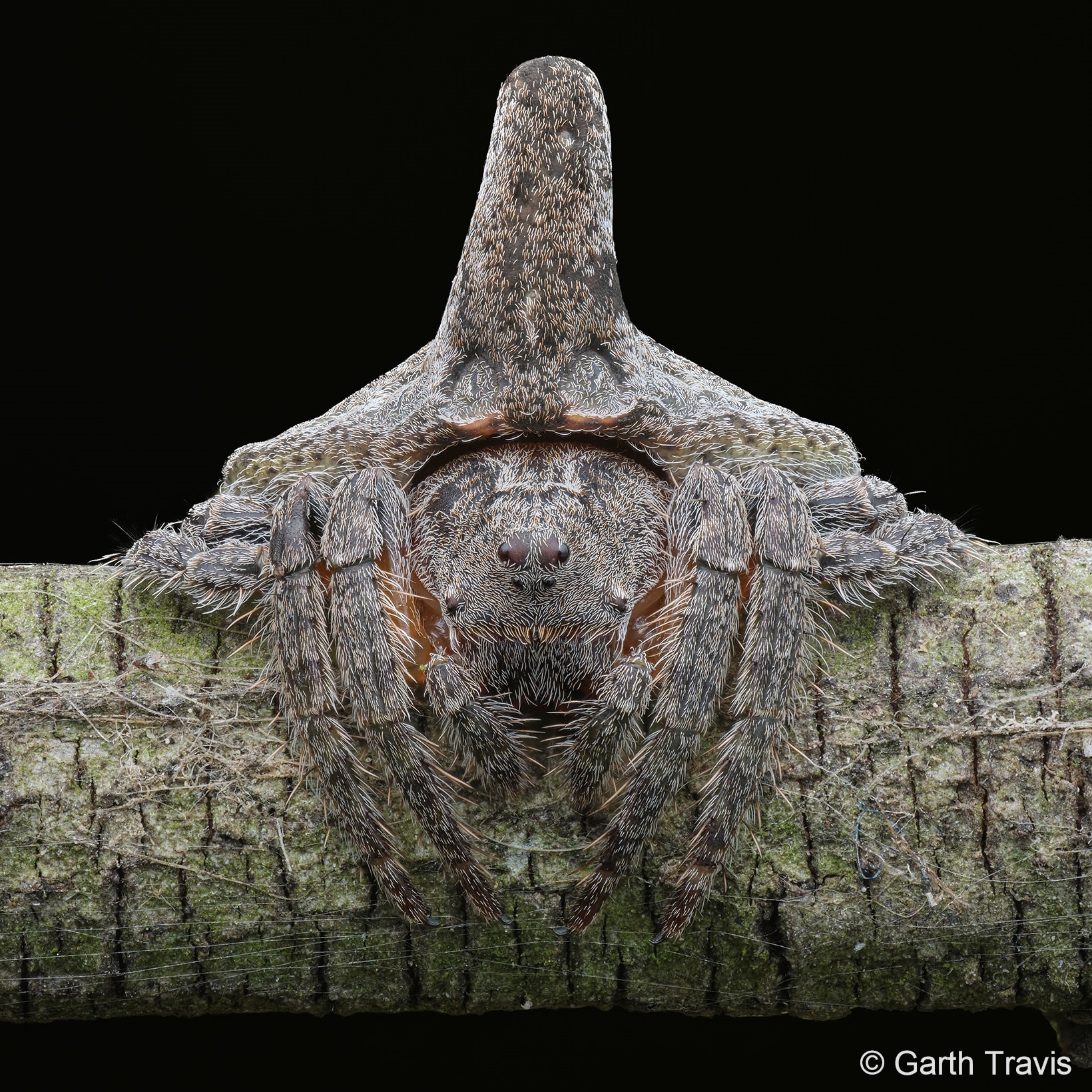 A close up of the face of a grey spider gripping a twig. 