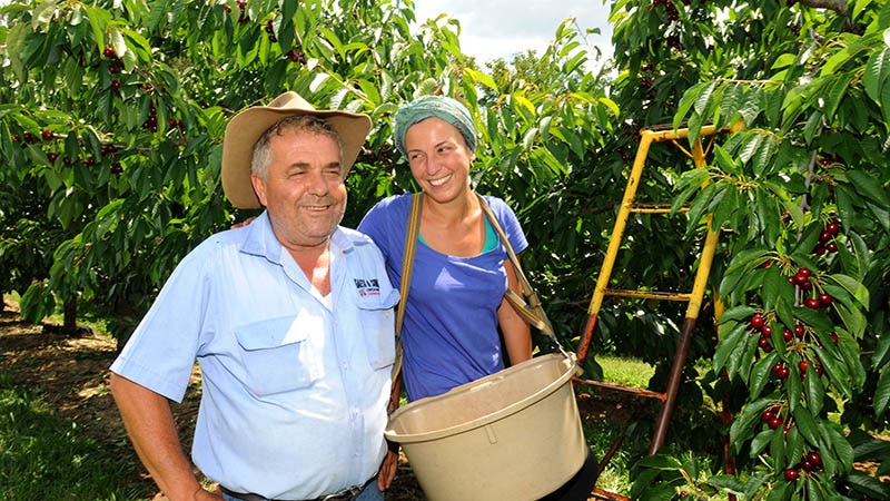 Cherry grower Guy Gaeta and backpacker Sabrina Monibello pick cherries at the orchard in Orange.