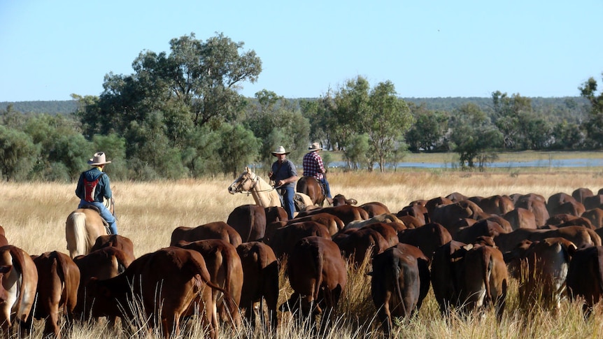 Drovers with the cattle at Lake Dunn