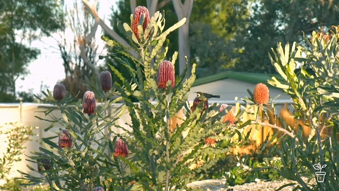Red banksias in a garden at sunset.