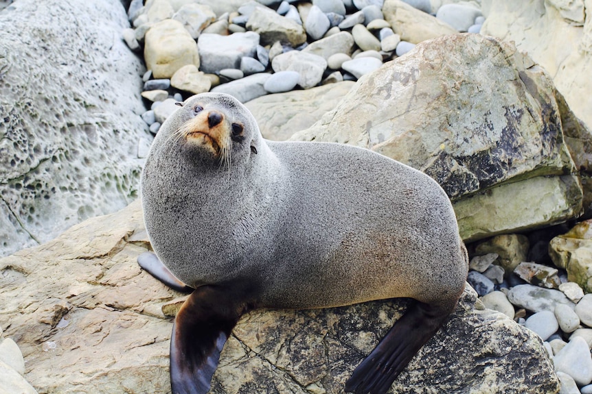 New Zealand fur seal sits on rocks in Kaikoura, South Island
