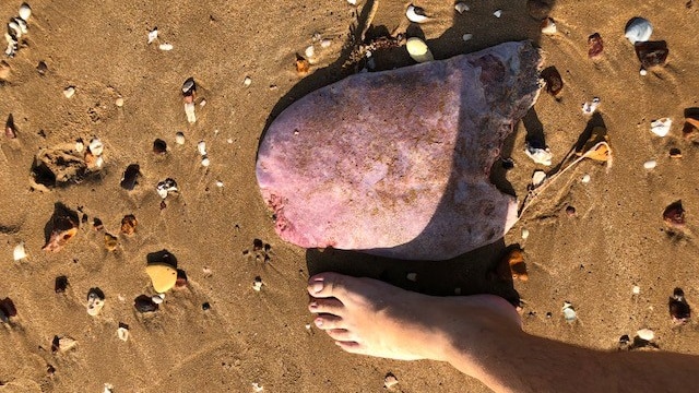 A whale tongue on a beach in Darwin.