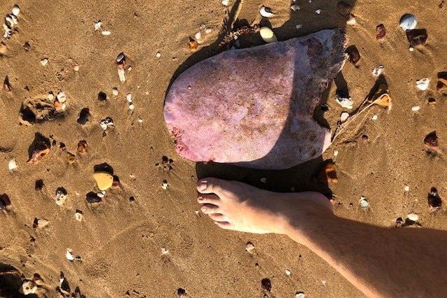 A whale tongue on a beach in Darwin.