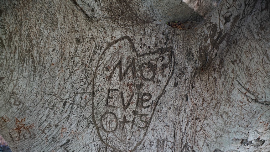 Three names that read Mo Evie Otis are carved into a tree