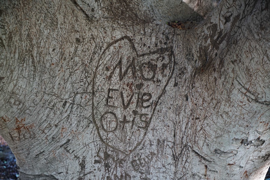 Three names that read Mo Evie Otis are carved into a tree