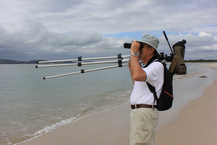 Bird watcher Neil Fraser standing on a beach holding binoculars up to his eyes to watch for little terns.