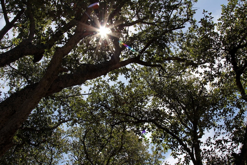 Light shining through the forest canopy