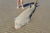 a dead sawfish with its nose cut off and bloodied, with a small child's legs in the shot.