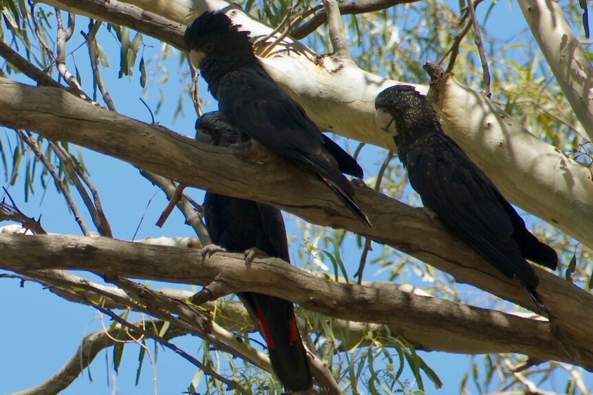 Three black cockatoos sitting on a tree branch at Wilcannia. 