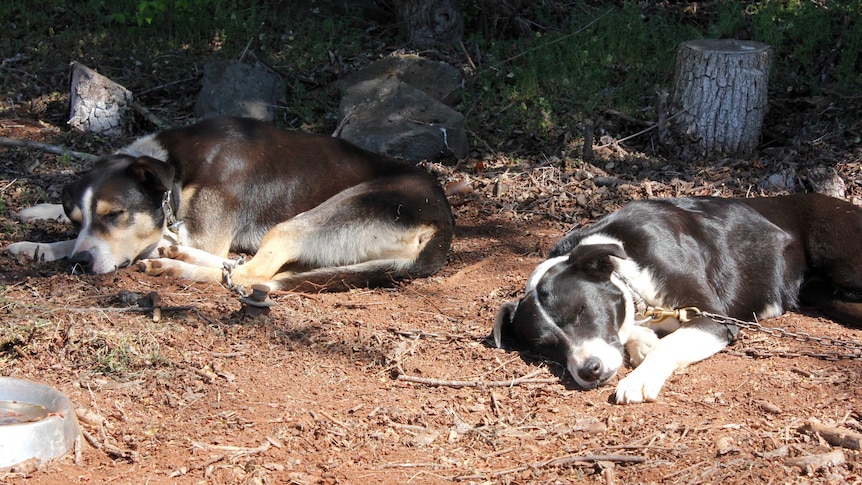 Some tired dogs resting under a tree in Campbell Town, Tasmania