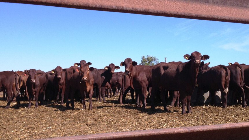 A small herd of red cattle stand in a pen.