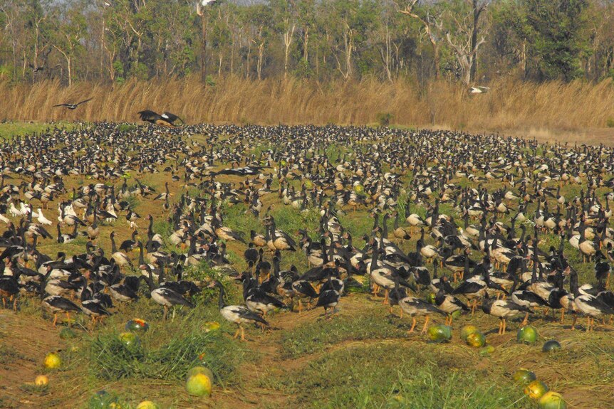 Magpie geese in the Northern Territory