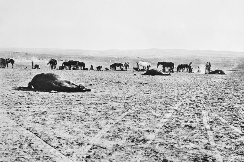 Black and white image of dead horses lying on the ground in the desert.