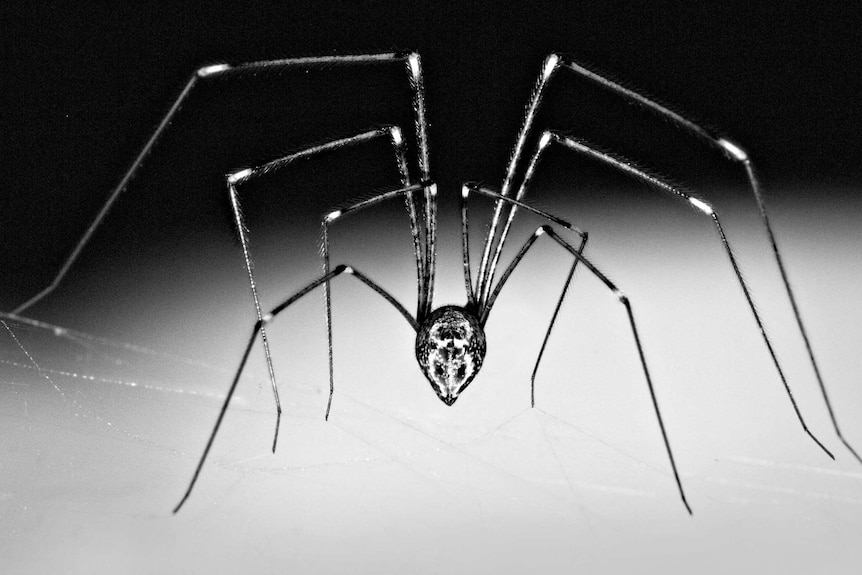 A close up black and white shot of a daddy-long-legs spider.