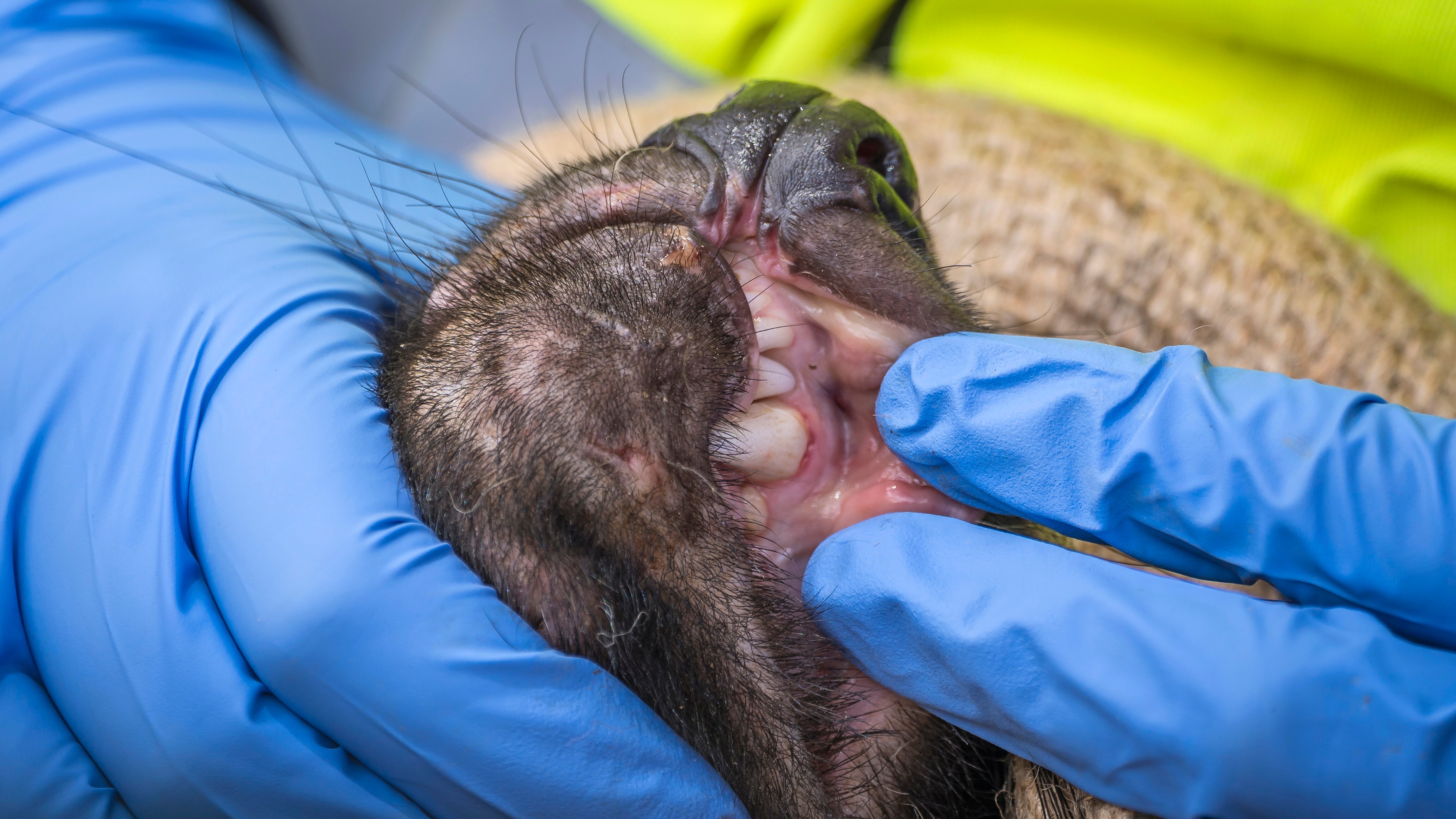 Tasmanian devils survive facial tumour disease with hope for human cancers