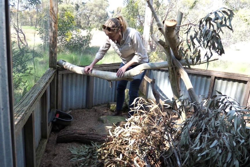 Woman looks over a branch in an animal enclosure.