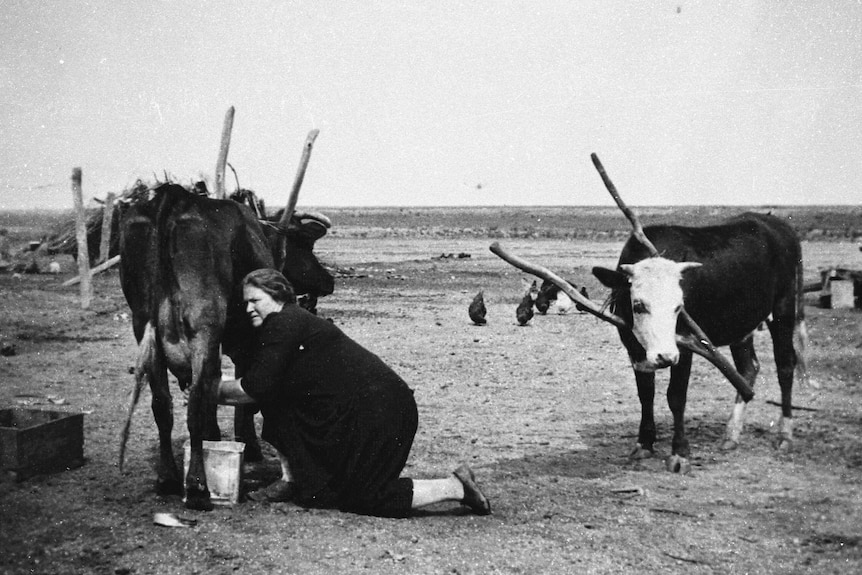 Woman milking a cow