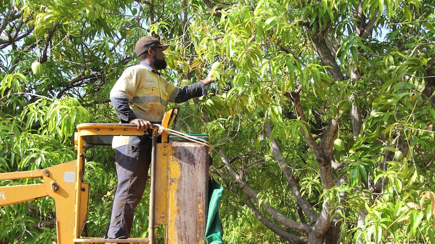 a man in a cherry picker picking mangoes from a tree
