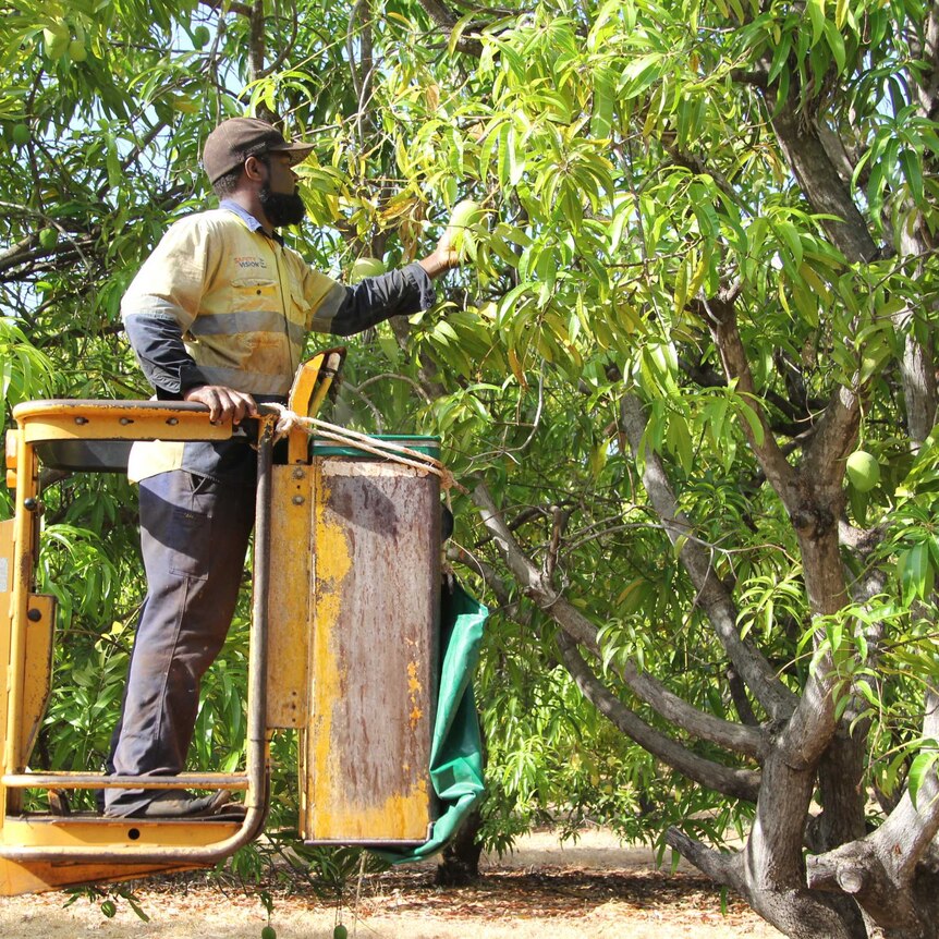 a man in a cherry picker picking mangoes from a tree